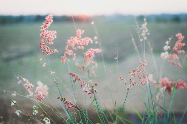 flowers-690425_960_720